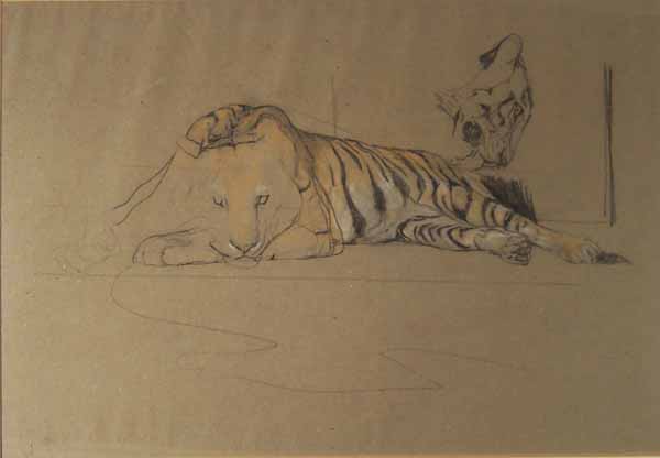 Tiger in repose